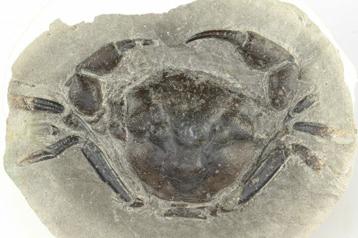 Fossil Crab (Pulalius) In Concretion - Washington #255718